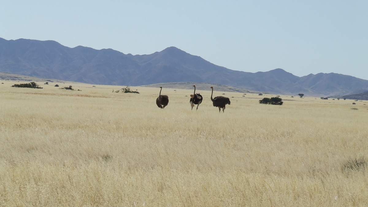 Namibia: C28 Richtung Swakopmund - Strauße