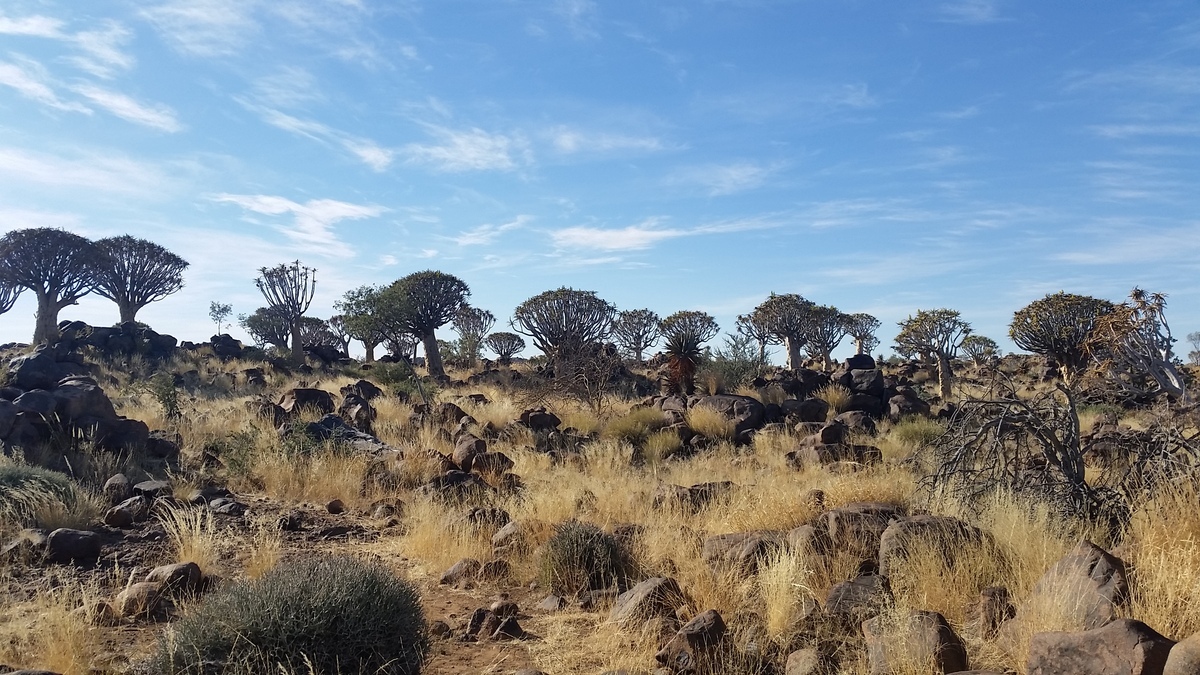 Namibia: Quiver Tree Forest near Keetmanshoop