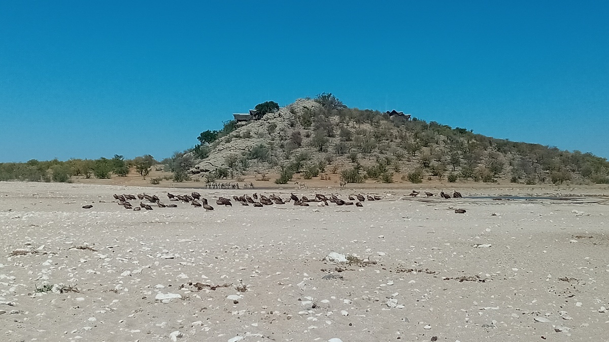 Namibia: Etosha National Park – vulture population at the waterhole
