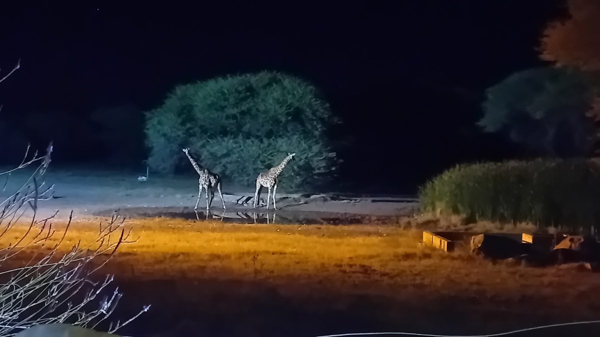 Namibia: 'Gabus Game Ranch' – giraffes at the night waterhole