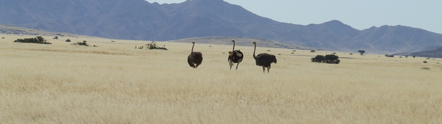 Namibia: C28 Richtung Swakopmund - Strauße