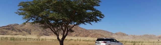 Namibia: on the C14 north of Solitaire – only tree within 100 km