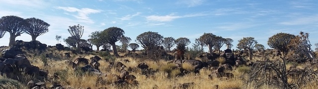 Namibia: Quiver Tree Forest near Keetmanshoop