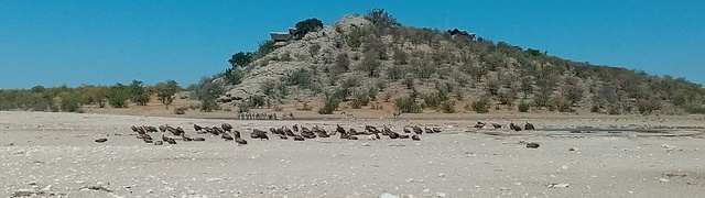 Namibia: Etosha National Park – vulture population at the waterhole