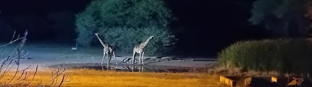 Namibia: 'Gabus Game Ranch' – giraffes at the night waterhole